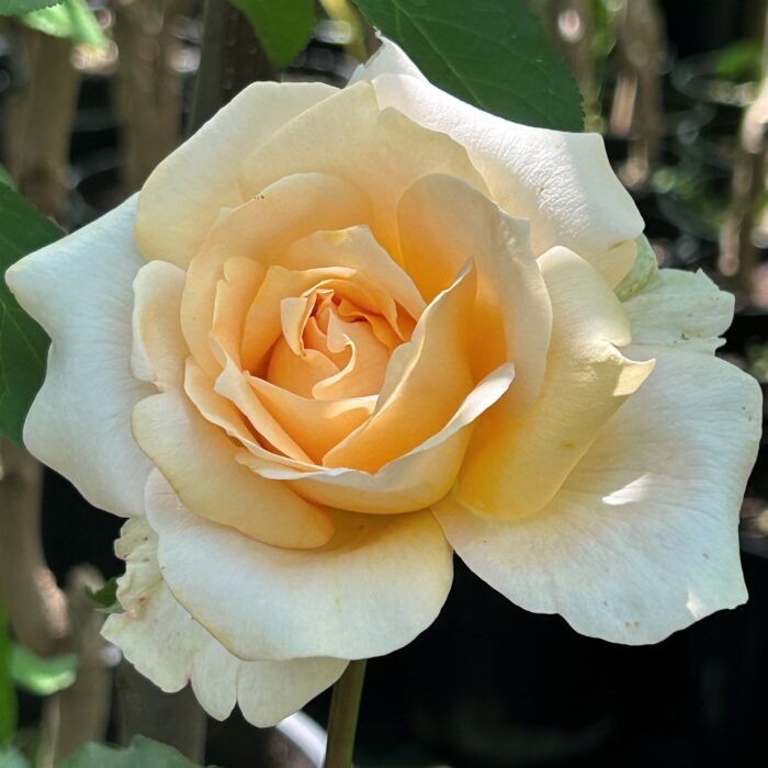 Descoperă frumusețea Trandafir Versilia! Flori mari, albe cu nuanțe de roz somon, pentru un accent romantic în grădina ta. Comandă acum! 🌼🛒