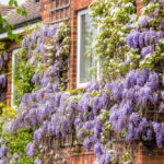 Glicină Mov 'Ito Koku Riu' adaugă o notă de frumusețe și eleganță în grădini și peisaje, fiind o alegere populară pentru spațiile verzi. 🌸🛒