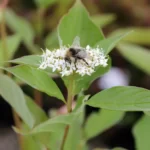 Transformați-vă grădina într-un colț strălucitor cu Cornus stolonifera 'Flaviramea'. Arbustul care se adaptează ușor și crește rapid. Comandați acum! 🛒