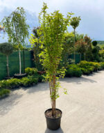 Deutzia Crenata la ghiveci 7L - imagine 2