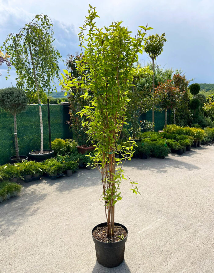 Deutzia Crenata la ghiveci 7L - imagine 2