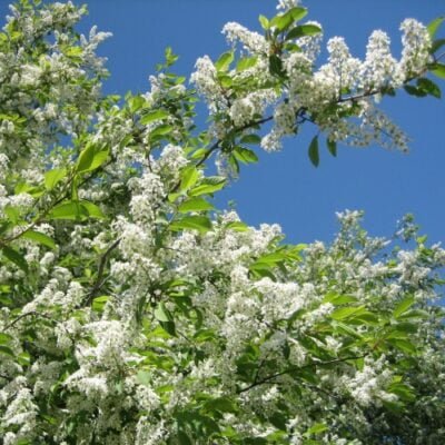 Bucură-te de Mălin (Prunus padus), un arbust uimitor,decorativ și ușor de întreținut. Ideal pentru decorarea oricărei grădini! 🌿🛒