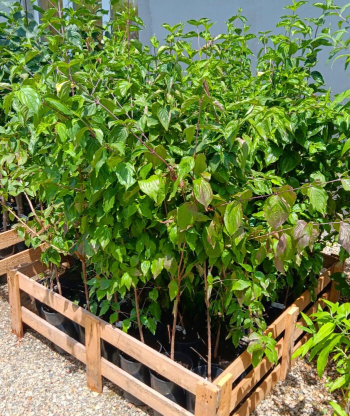 Corn la ghiveci anul III - imagine 2