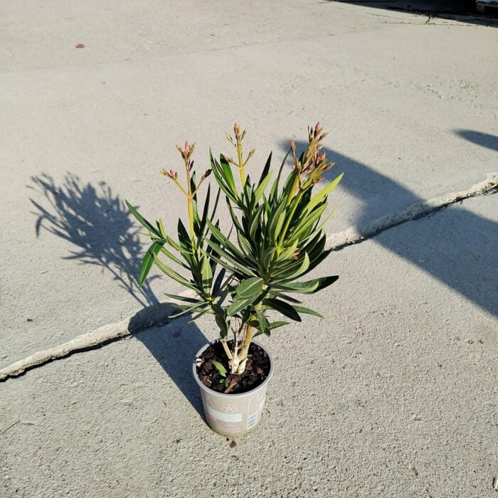 Oleandru Roz la ghiveci - imagine 2