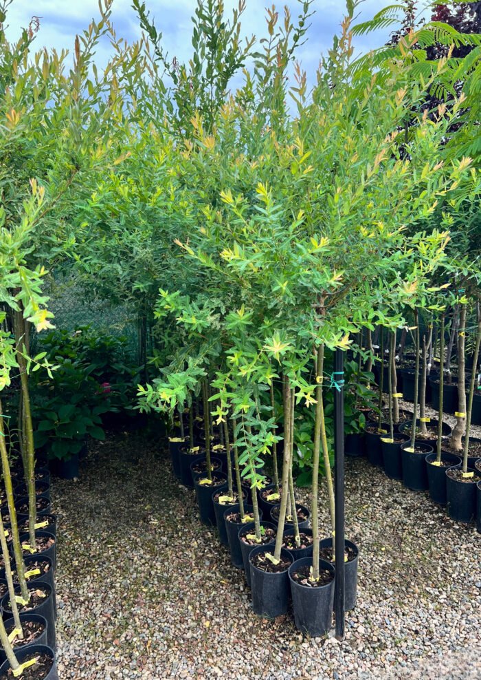 Salix Japoneza - Hakuro Nishiki la ghiveci 5L - imagine 2