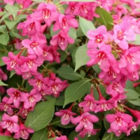 Weigela Roz are o creștere viguroasă și o formă compactă, ajungând la o înălțime de aproximativ 1-2 metri. Este rezistent și ușor de întreținut. 🌸🛒