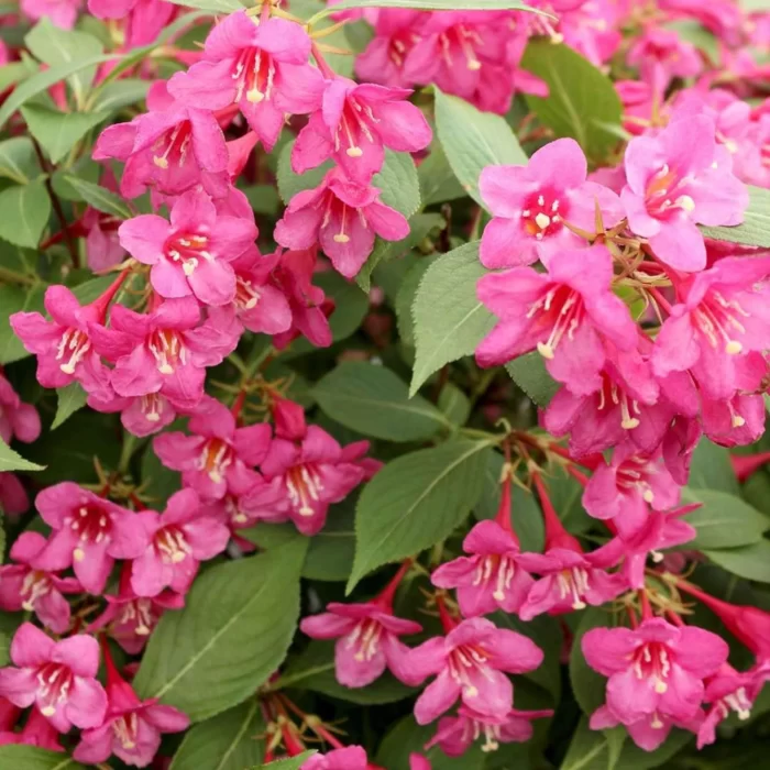 Weigela Roz 🌸 Weigela Roz are o creștere viguroasă și o formă compactă, ajungând la o înălțime de aproximativ 1-2 metri. Este rezistent și ușor de întreținut. 🌸🛒
