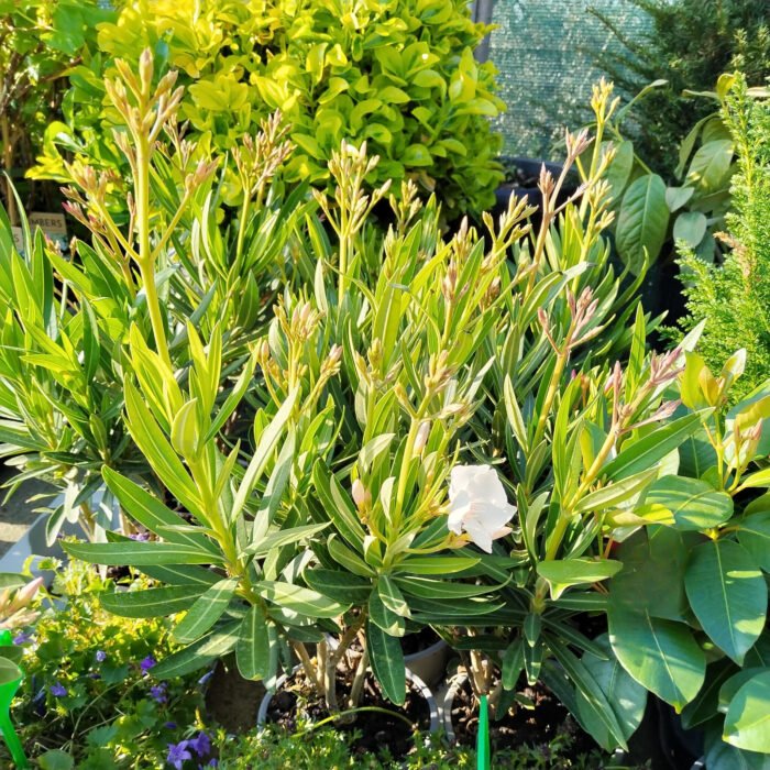 Oleandru Alb la ghiveci - imagine 2