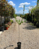 Agriș Verde cu port înalt la ghiveci - imagine 2