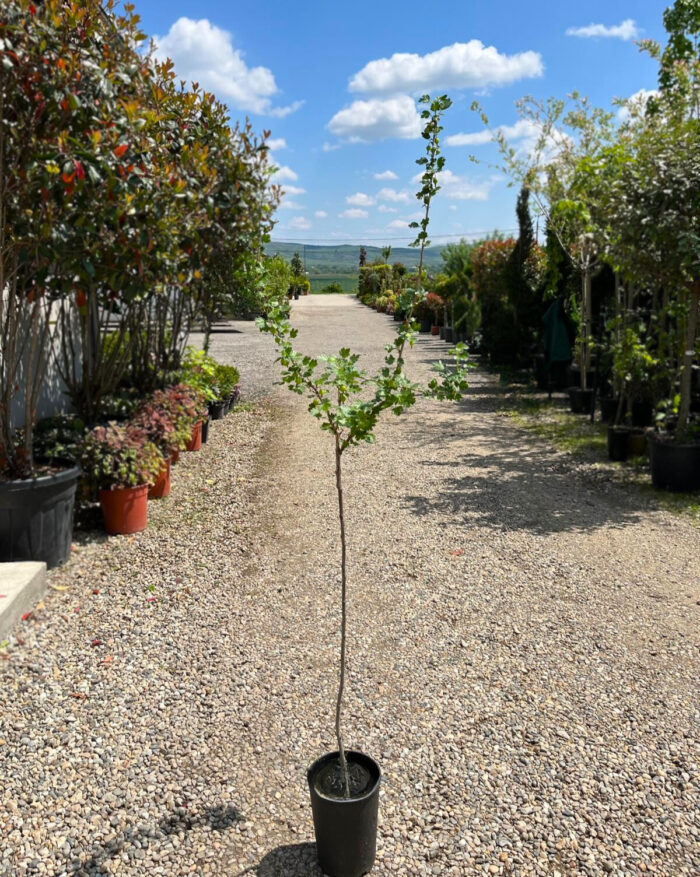 Agriș Verde cu port înalt la ghiveci - imagine 2