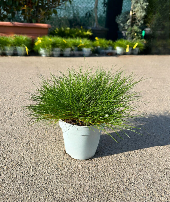 Festuca gautieri (iarbă verde) la ghiveci - imagine 2