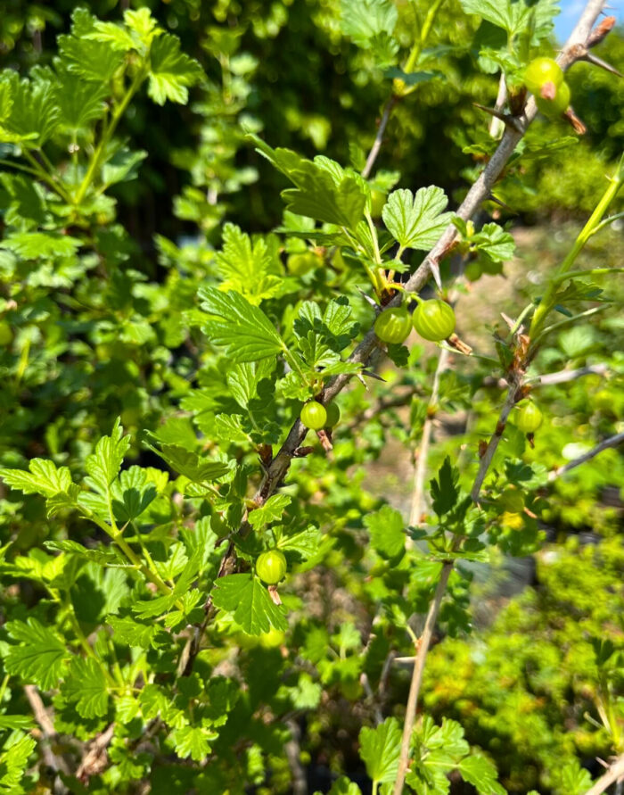 Agriș Verde cu port înalt la ghiveci - imagine 4