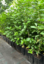 Aronia Nero la ghiveci - imagine 2