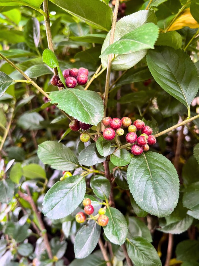 Aronia Nero la ghiveci - imagine 3