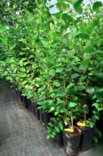 Aronia Nero la ghiveci - imagine 2