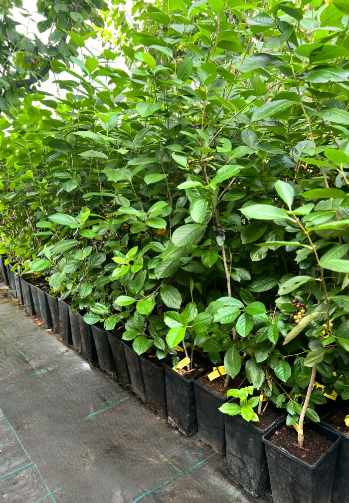 Aronia Nero la ghiveci - imagine 2