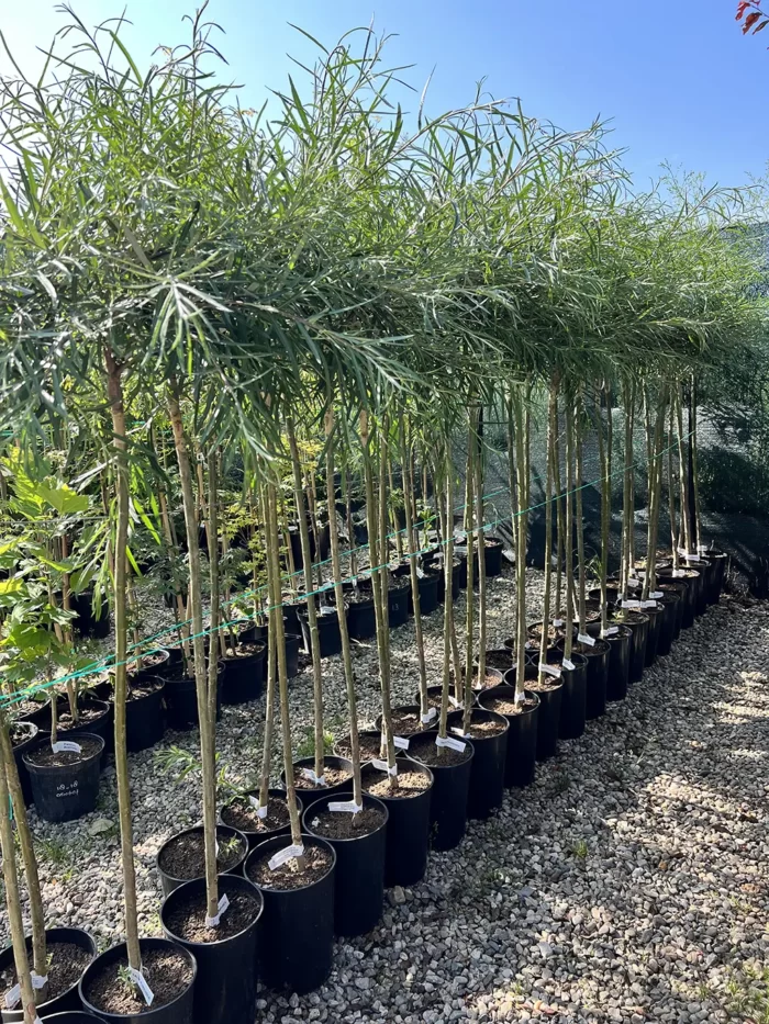 Salix Purpurea la ghiveci - imagine 2