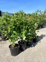 Weigela Roz la ghiveci - imagine 2