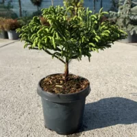 Cryptomeria Japonicum - soi pitic de creștere lentă, perfect pentru grădini. Potrivit pentru soluri umede și bine drenate. Comanda acum! 🌿🛒