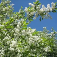 Bucură-te de Prunus padus, un arbust uimitor,decorativ și ușor de întreținut. Ideal pentru decorarea oricărei grădini! 🌿🛒
