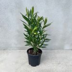 Oleandru Roz la ghiveci - imagine 2