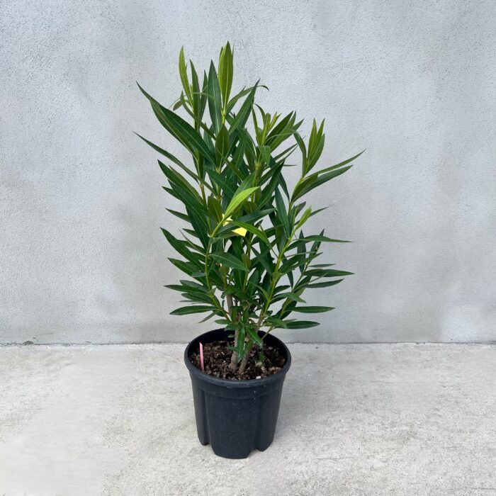 Oleandru Roz la ghiveci - imagine 2