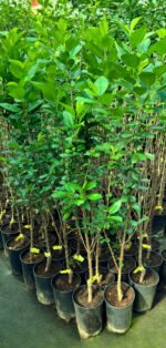 Vișin columnar la ghiveci 5L - imagine 2