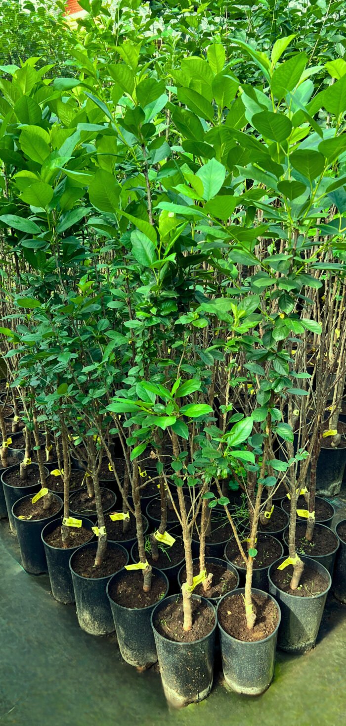 Vișin columnar la ghiveci 5L - imagine 2