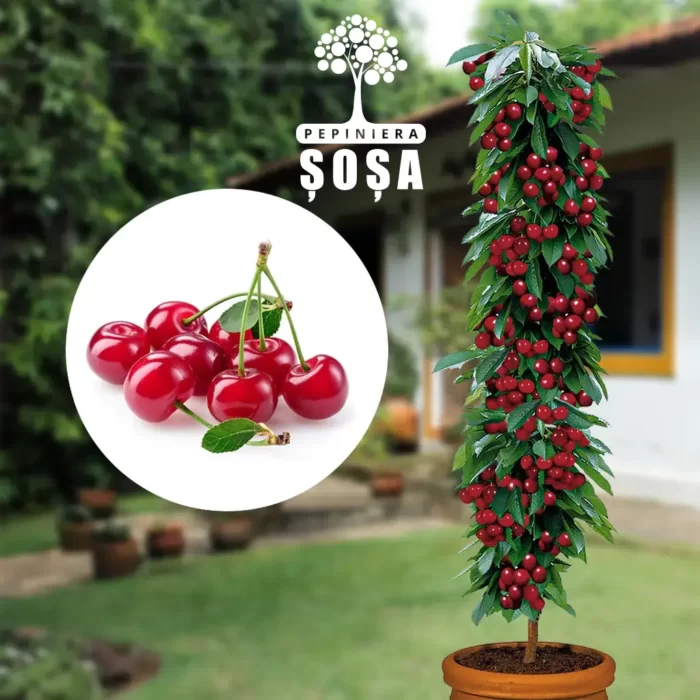 Vișinul Columnar: Soi Autofertil cu Fructe Mari 🍒 Îmbogățește-ți grădina cu vișinul columnar! Fructe mari, ușor acidulate-dulci și rezistență la temperaturi scăzute. Alege calitatea! 🍒🛒