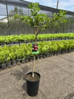 Agris Captivator Rosu cu port inalt (fara tepi) la ghiveci - imagine 2