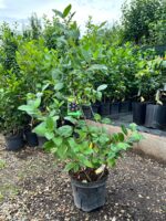 Aronia Nero la ghiveci - imagine 2