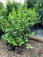 Aronia Nero la ghiveci - imagine 3