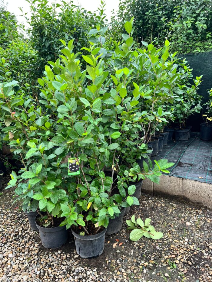 Aronia Nero la ghiveci - imagine 3