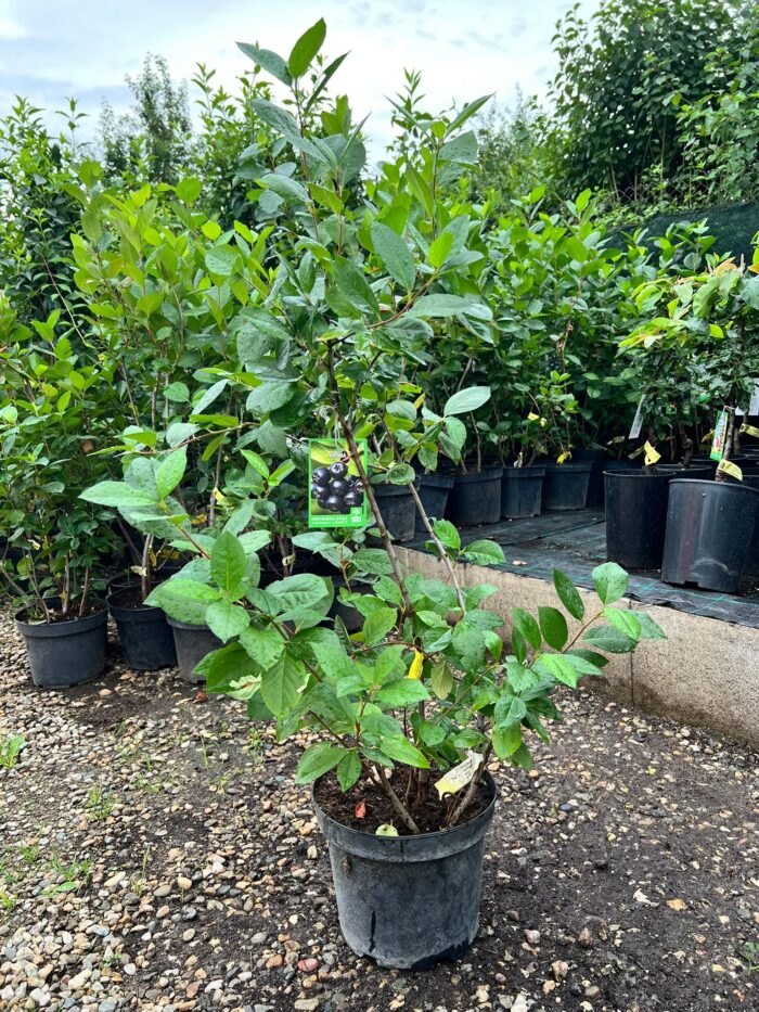 Aronia Nero la ghiveci - imagine 2