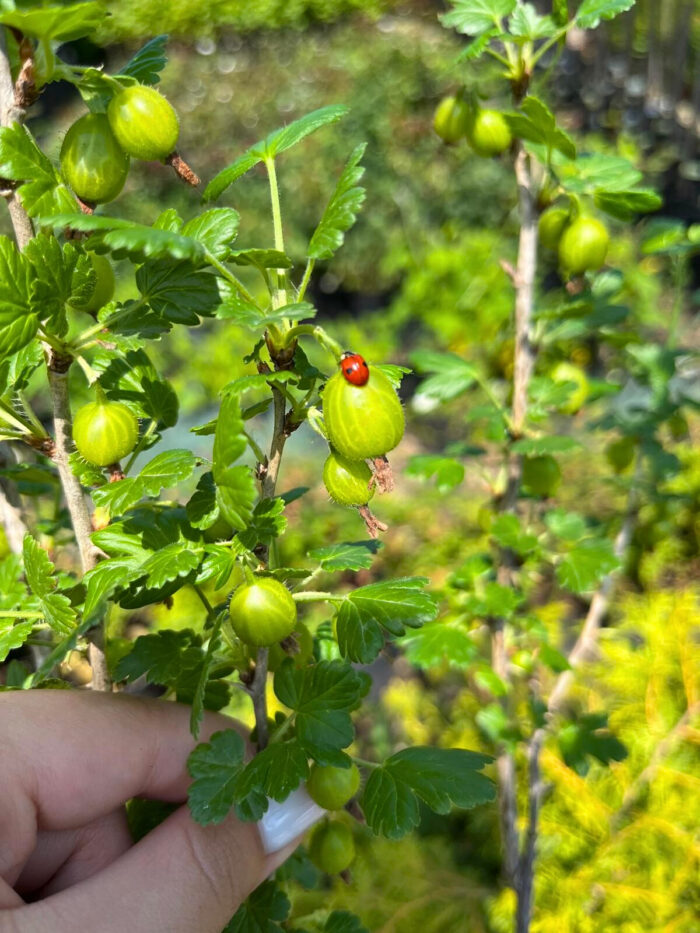 Agriș Verde cu port înalt la ghiveci - imagine 3