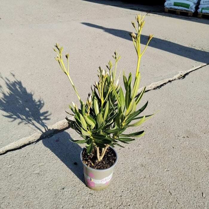 Oleandru Alb la ghiveci - imagine 3