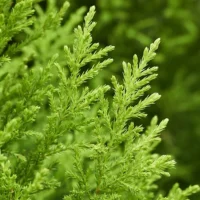 Cupressus macrocarpa 'Goldcrest' Wilma la ghiveci