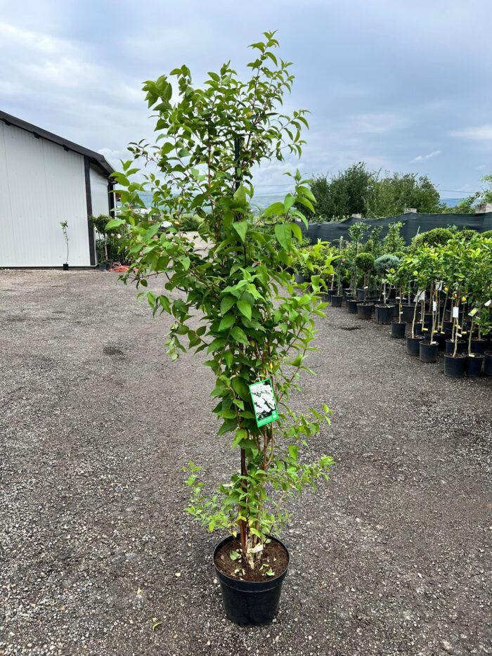 Deutzia Crenata la ghiveci 7L - imagine 2