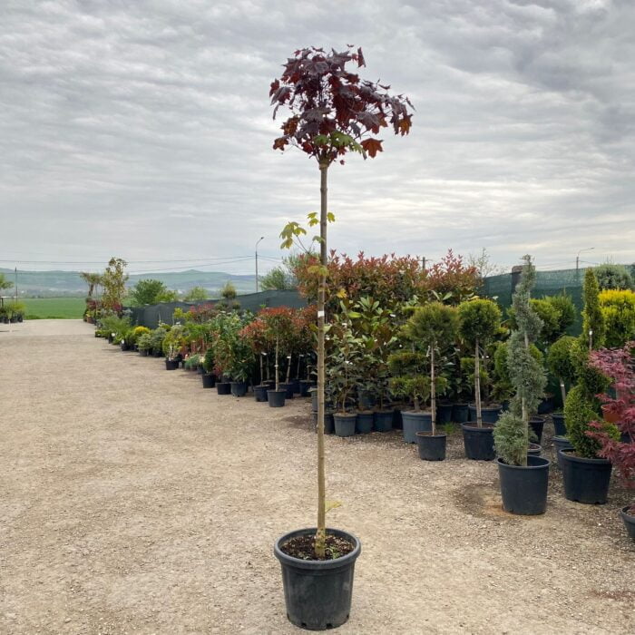 Arțar platanoides Crimson King la ghiveci - imagine 2