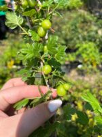 Agriș Verde cu port înalt la ghiveci - imagine 5