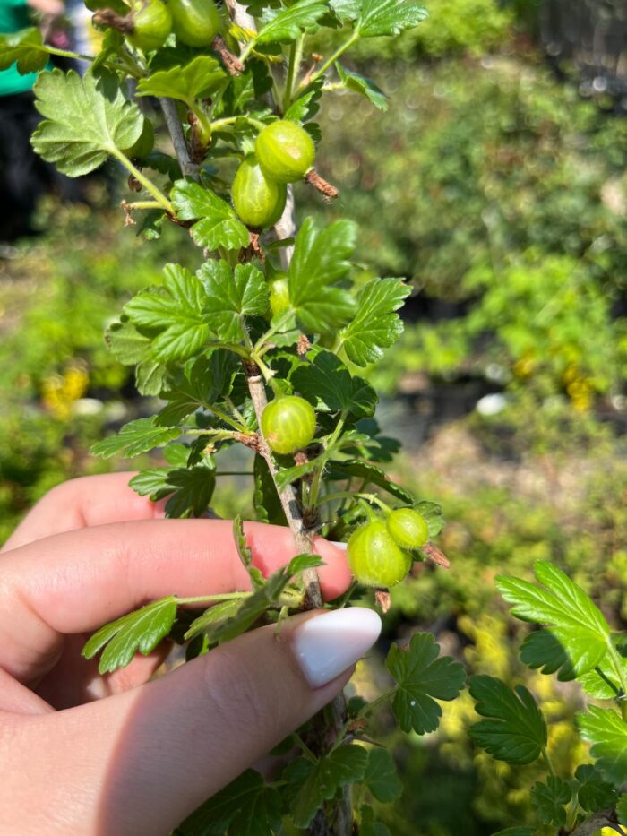 Agriș Verde cu port înalt la ghiveci - imagine 5