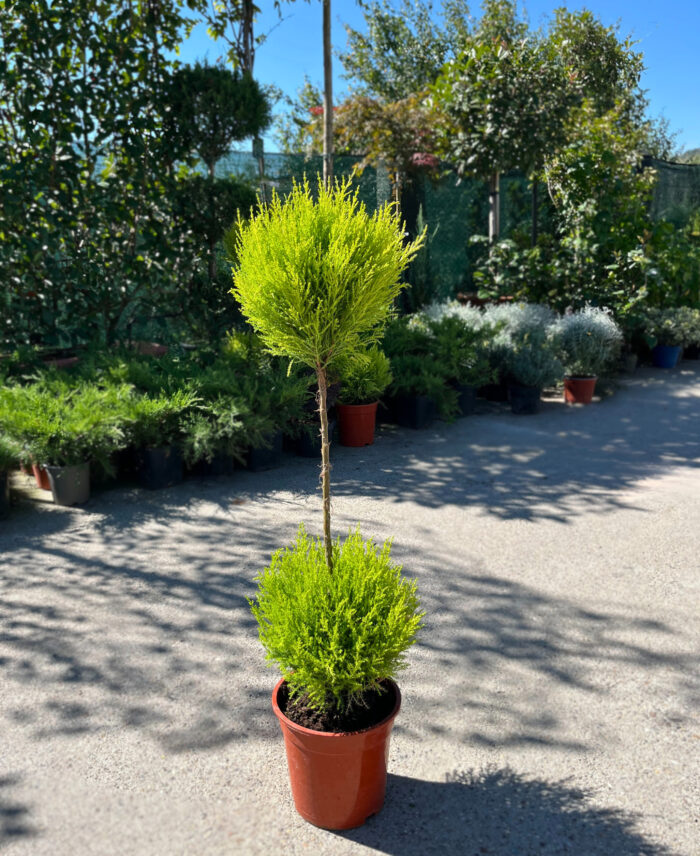 Cupressus macrocarpa 'Goldcrest' Wilma la ghiveci - imagine 2
