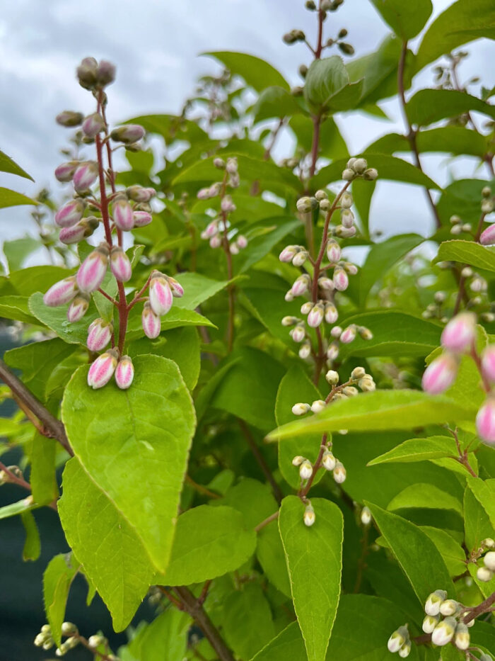 Deutzia Crenata la ghiveci 7L - imagine 4