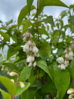 Deutzia Crenata la ghiveci 7L - imagine 3