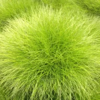Iubește fiecare detaliu al grădinii tale cu festuca gautieri. O plantă rezistentă, care se dezvoltă rapid și adaugă un farmec aparte.Comandă acum! 🌿
