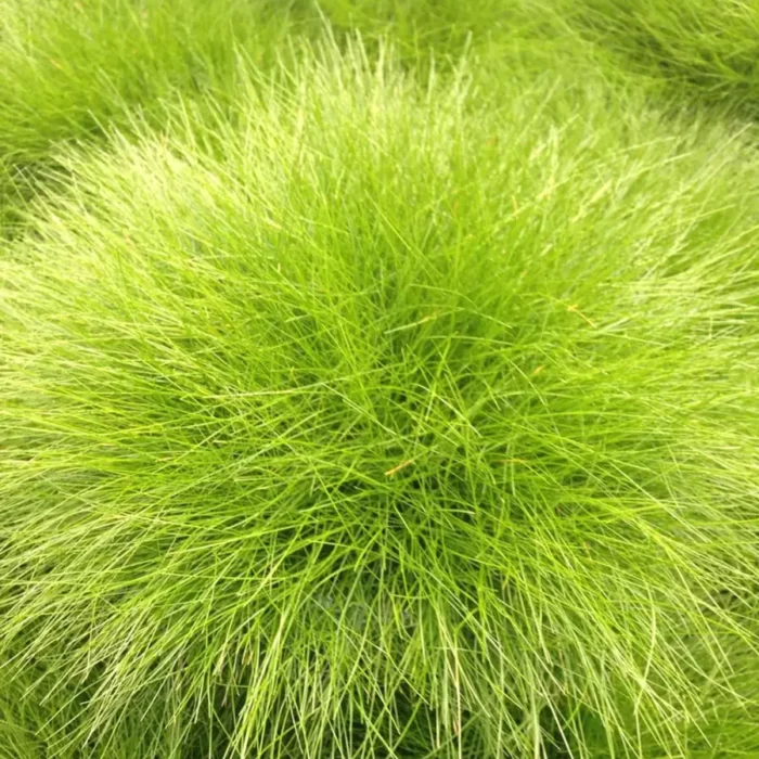 Festuca gautieri - Plantă decorativă perenă cu tufe stufoase Iubește fiecare detaliu al grădinii tale cu festuca gautieri. O plantă rezistentă, care se dezvoltă rapid și adaugă un farmec aparte.Comandă acum! 🌿
