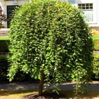 Salix caprea pendula, cunoscută sub numele de Salcie Plângătoare, este o varietate de salcie ornamentată recunoscută pentru frunzișul său plin de viață. 🛒
