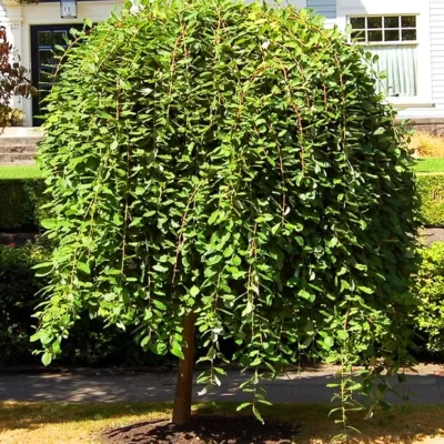 Salix caprea pendula, cunoscută sub numele de Salcie Plângătoare, este o varietate de salcie ornamentată recunoscută pentru frunzișul său plin de viață. 🛒