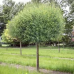 Salix Purpurea la ghiveci