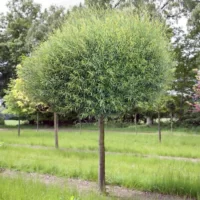 Salix Purpurea la ghiveci